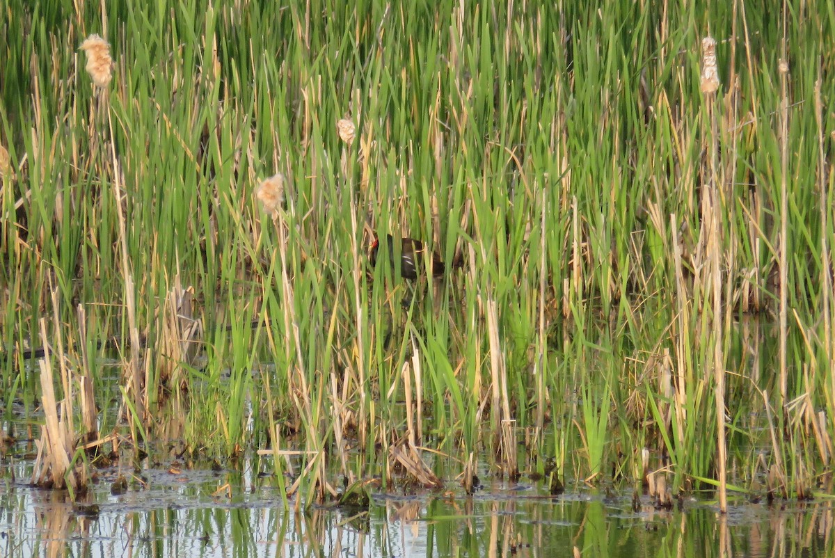 Gallinule d'Amérique - ML101245741