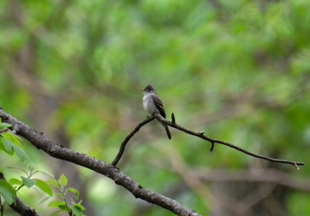 Eastern Wood-Pewee - ML101249551