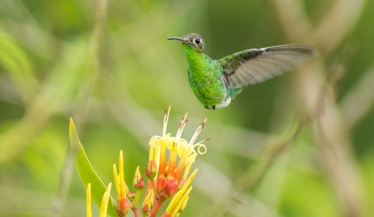 kolibřík zelenoocasý - ML101249631
