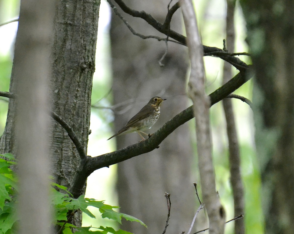 Swainson's Thrush - ML101249641