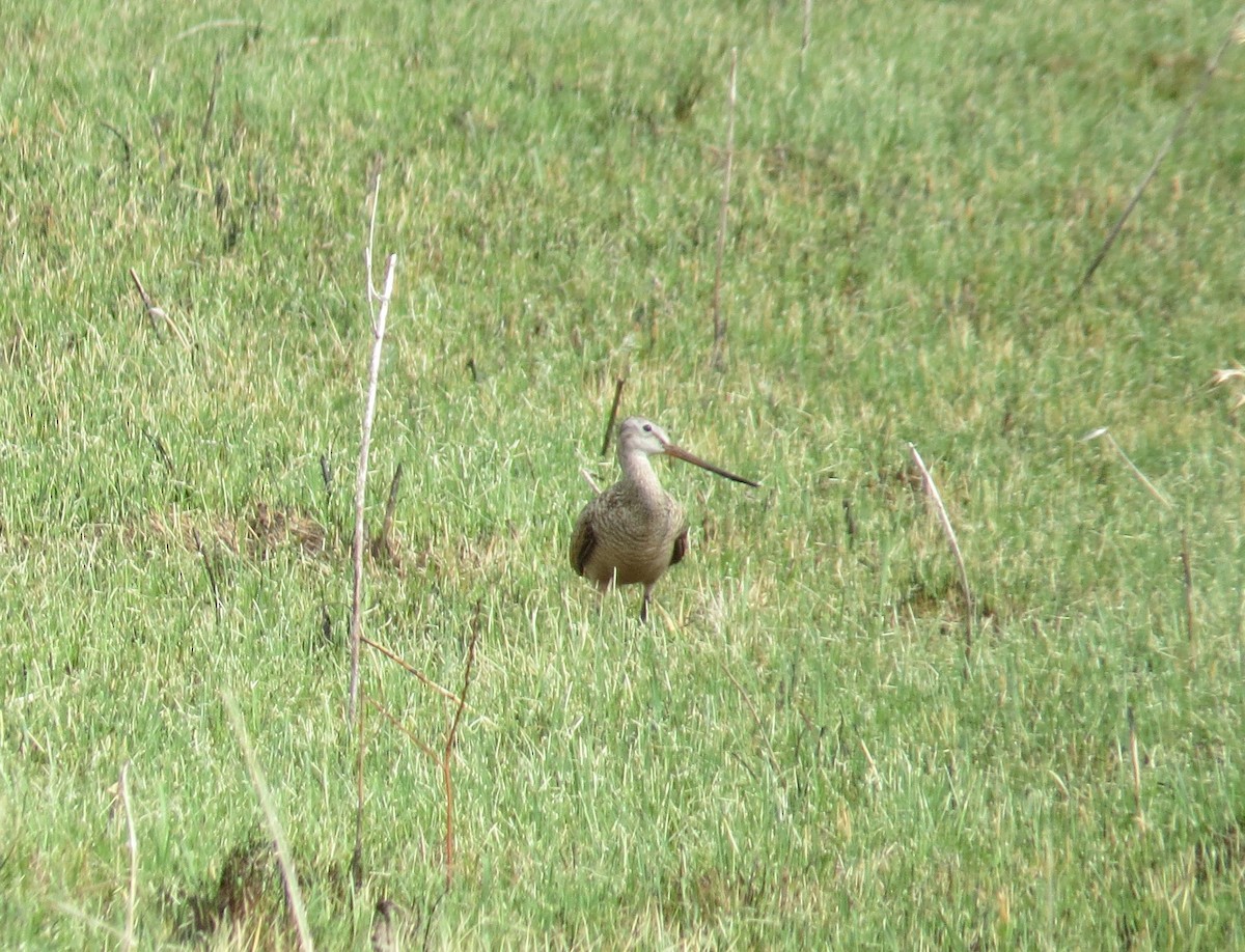 Marbled Godwit - ML101252361