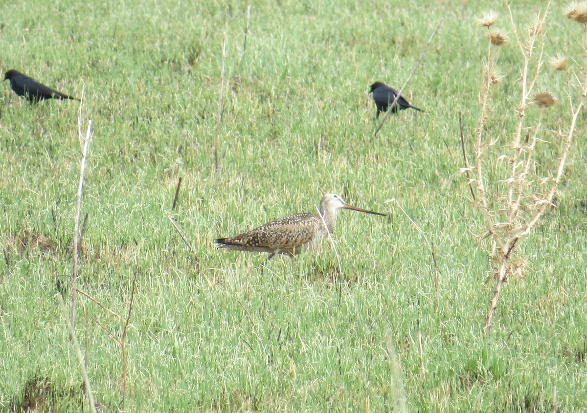 Marbled Godwit - ML101252591