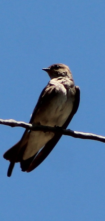 Northern Rough-winged Swallow - ML101253531