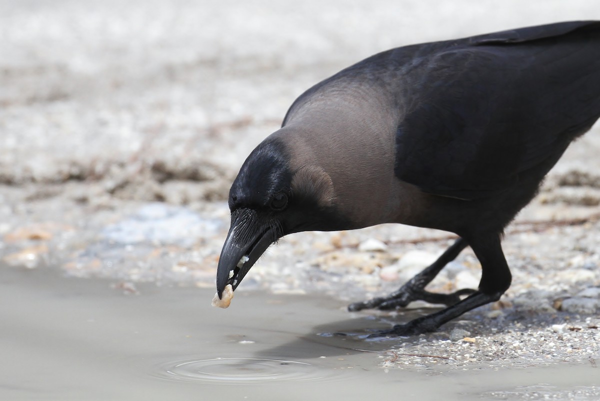 House Crow - ML101254231