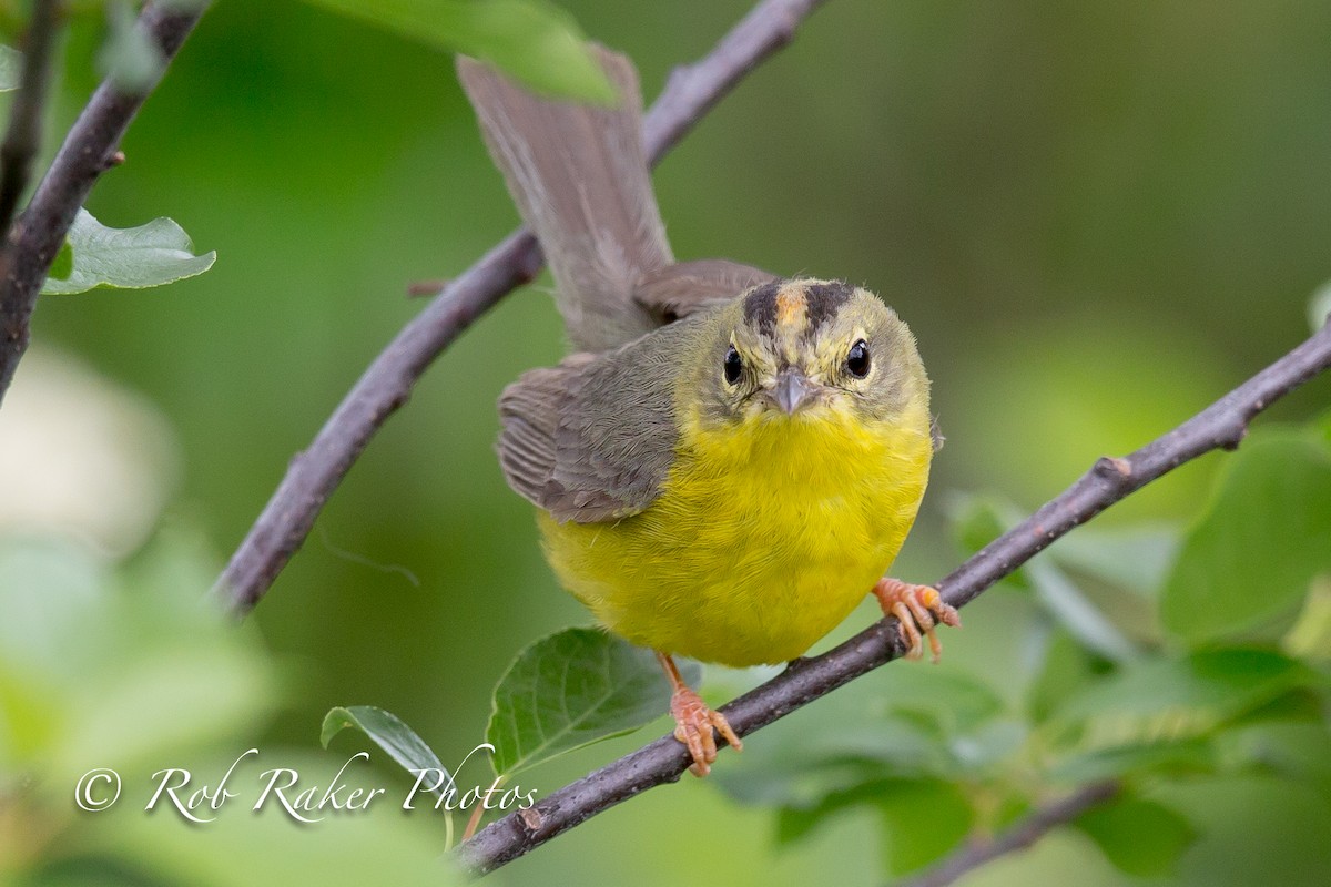 Golden-crowned Warbler - ML101255561
