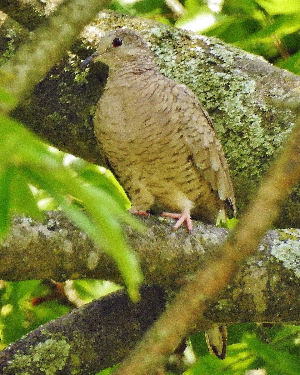 Inca Dove - ML101256341