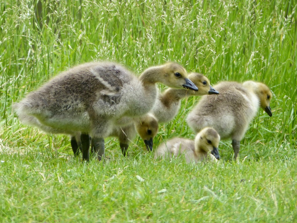 Canada Goose - Anne Goff