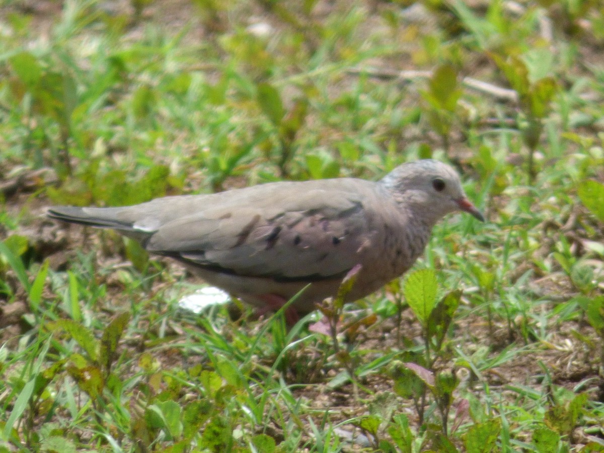 Common Ground Dove - ML101258111