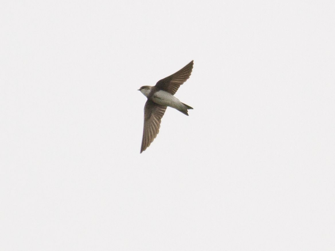 Bank Swallow - ML101259251