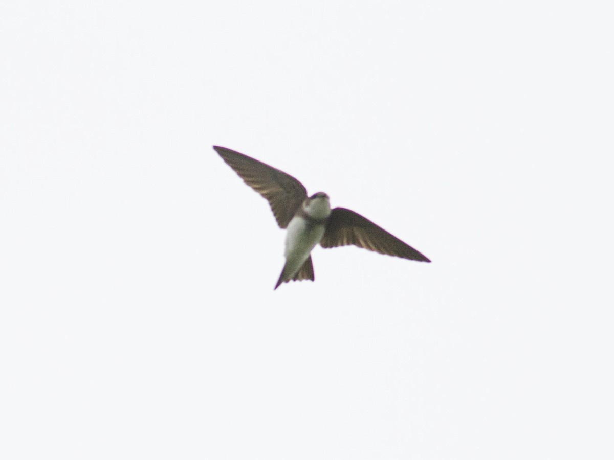 Bank Swallow - ML101259271