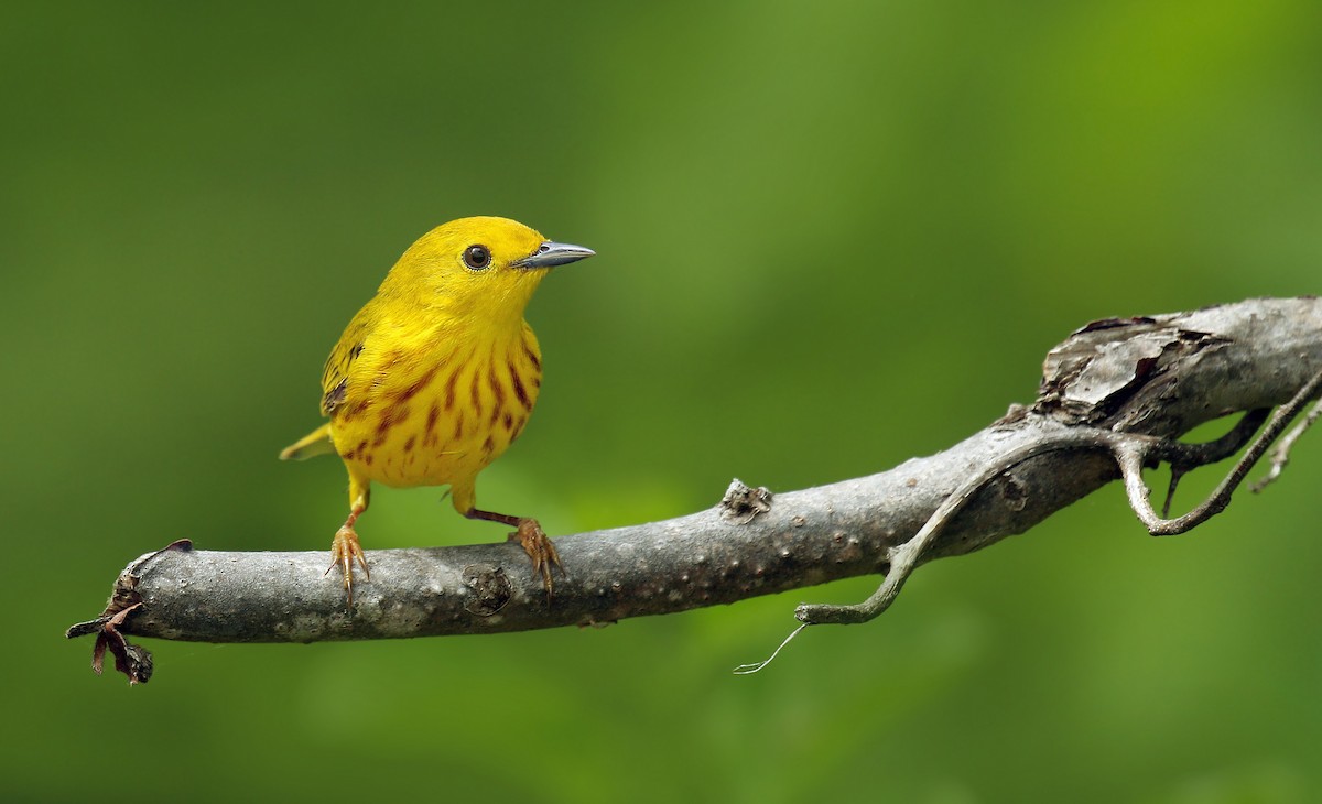 Yellow Warbler (Northern) - ML101259961