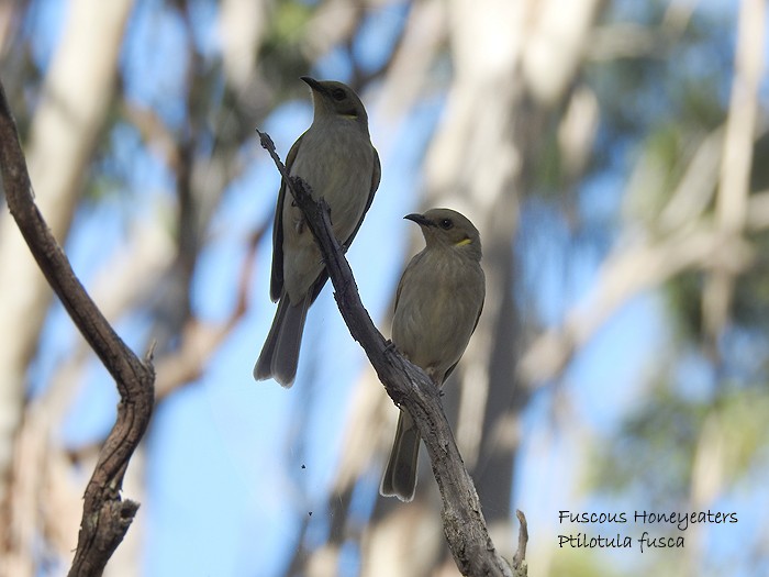 Fuscous Honeyeater - ML101260081