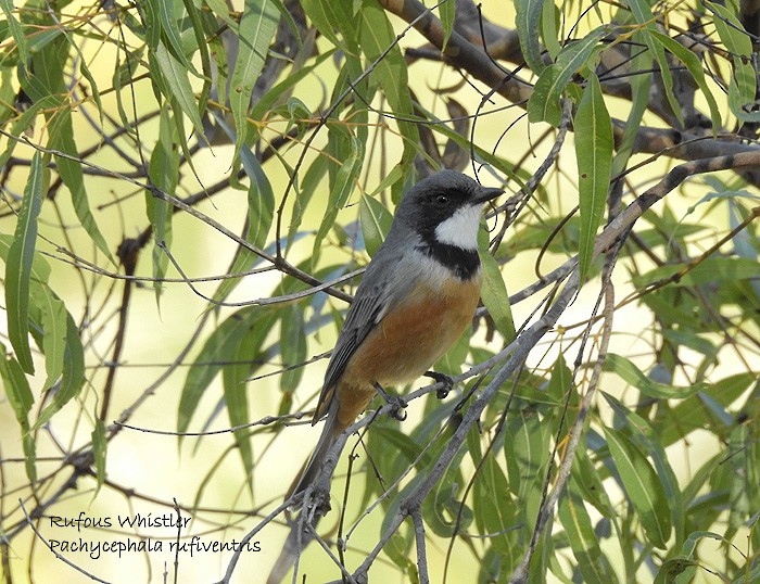 Rufous Whistler - ML101260461