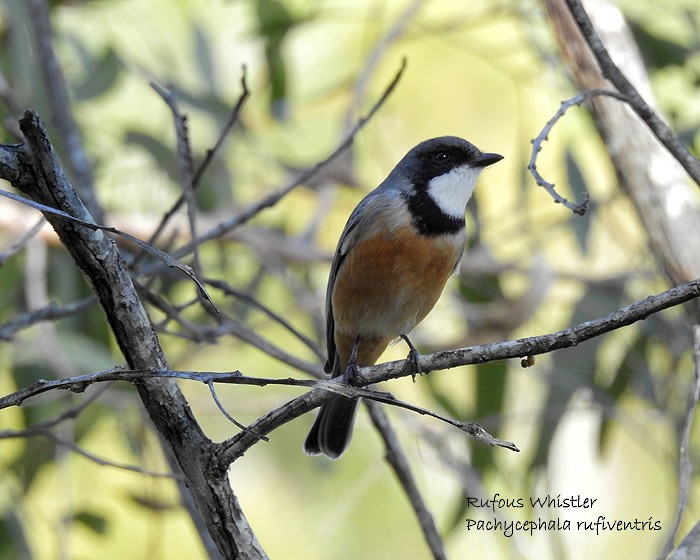 Rufous Whistler - ML101260471