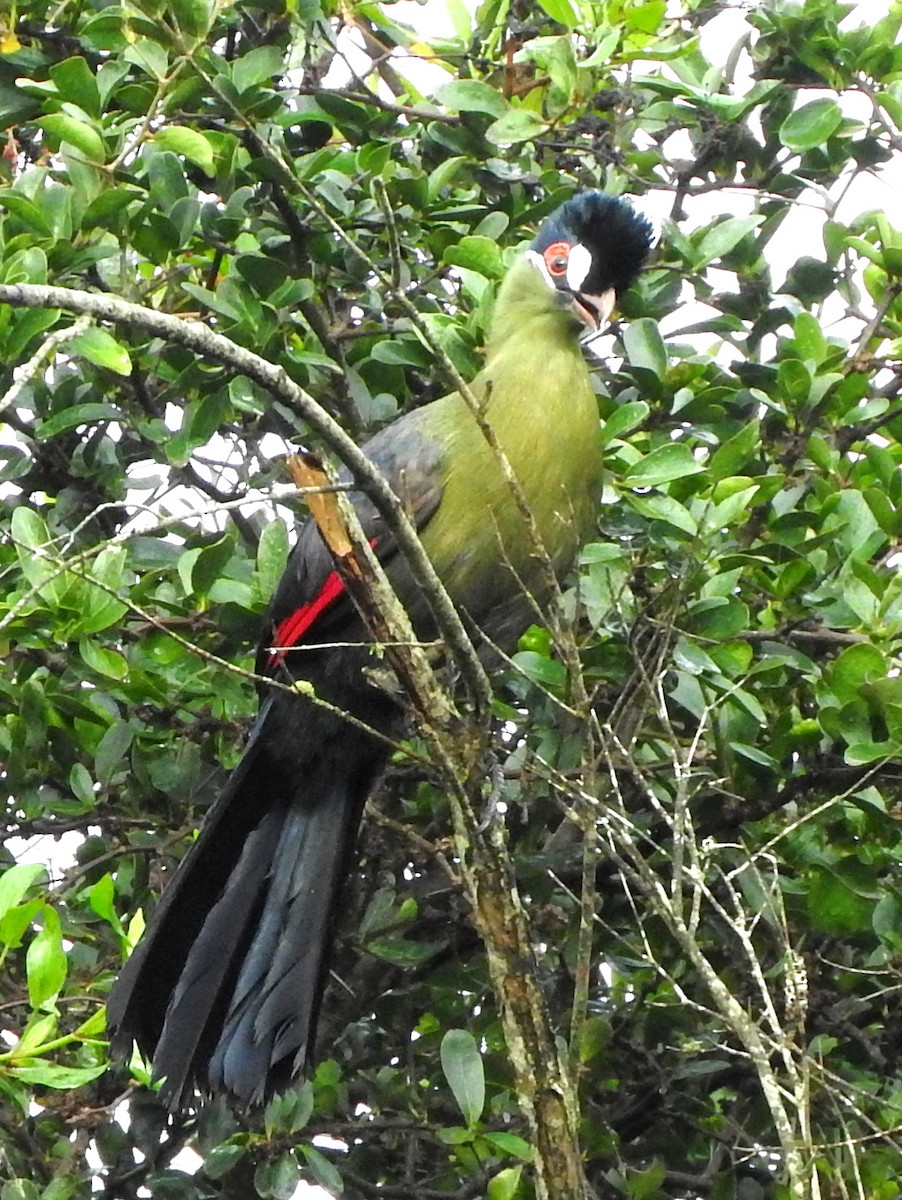 Hartlaub's Turaco - Todd A. Watkins