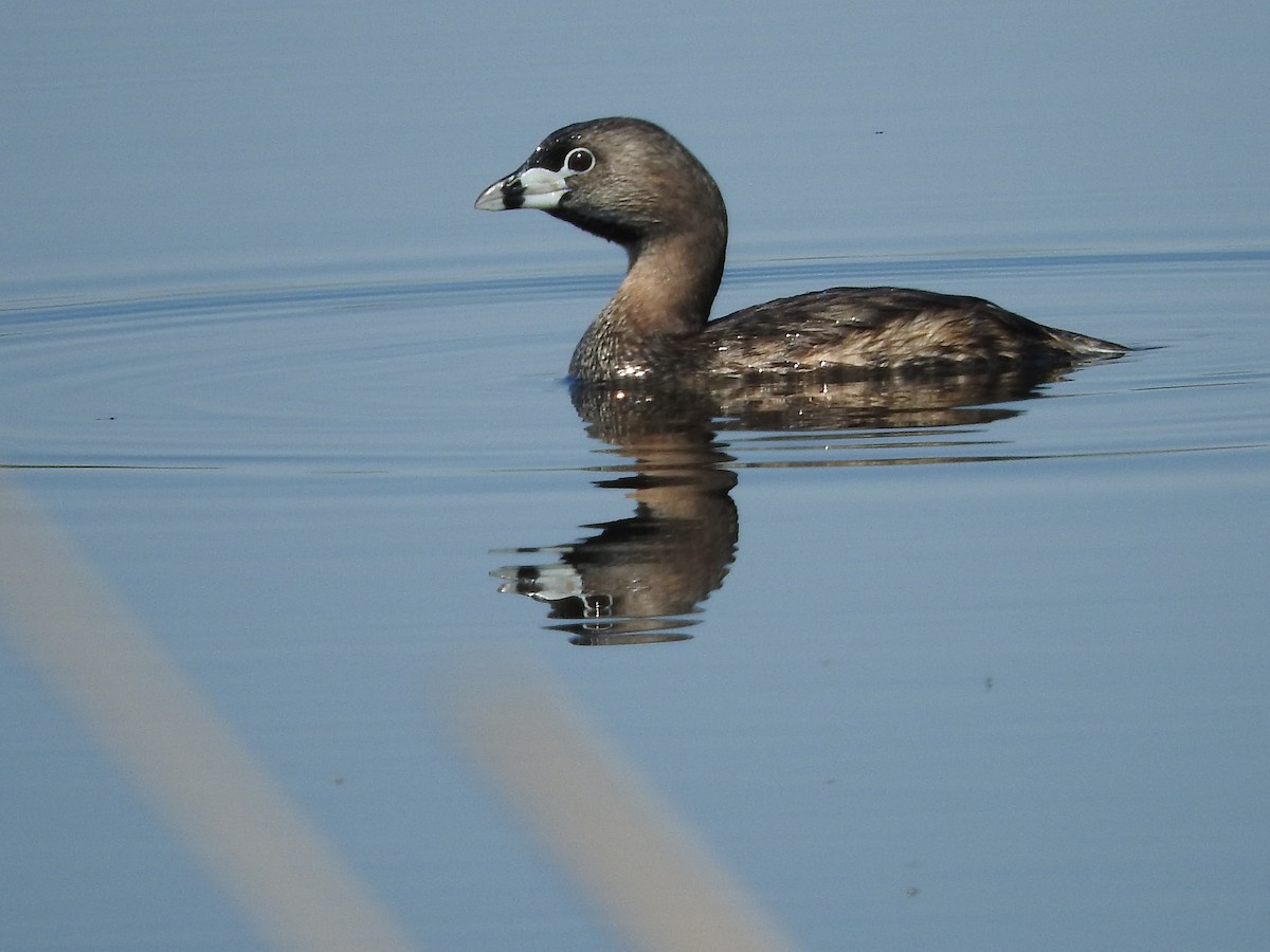 Pied-billed Grebe - ML101262971