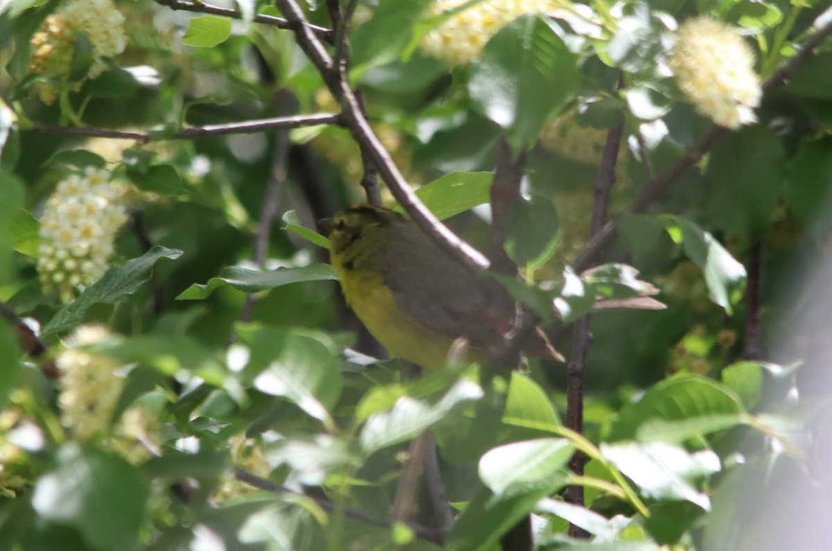 Golden-crowned Warbler - Danny Montalvo