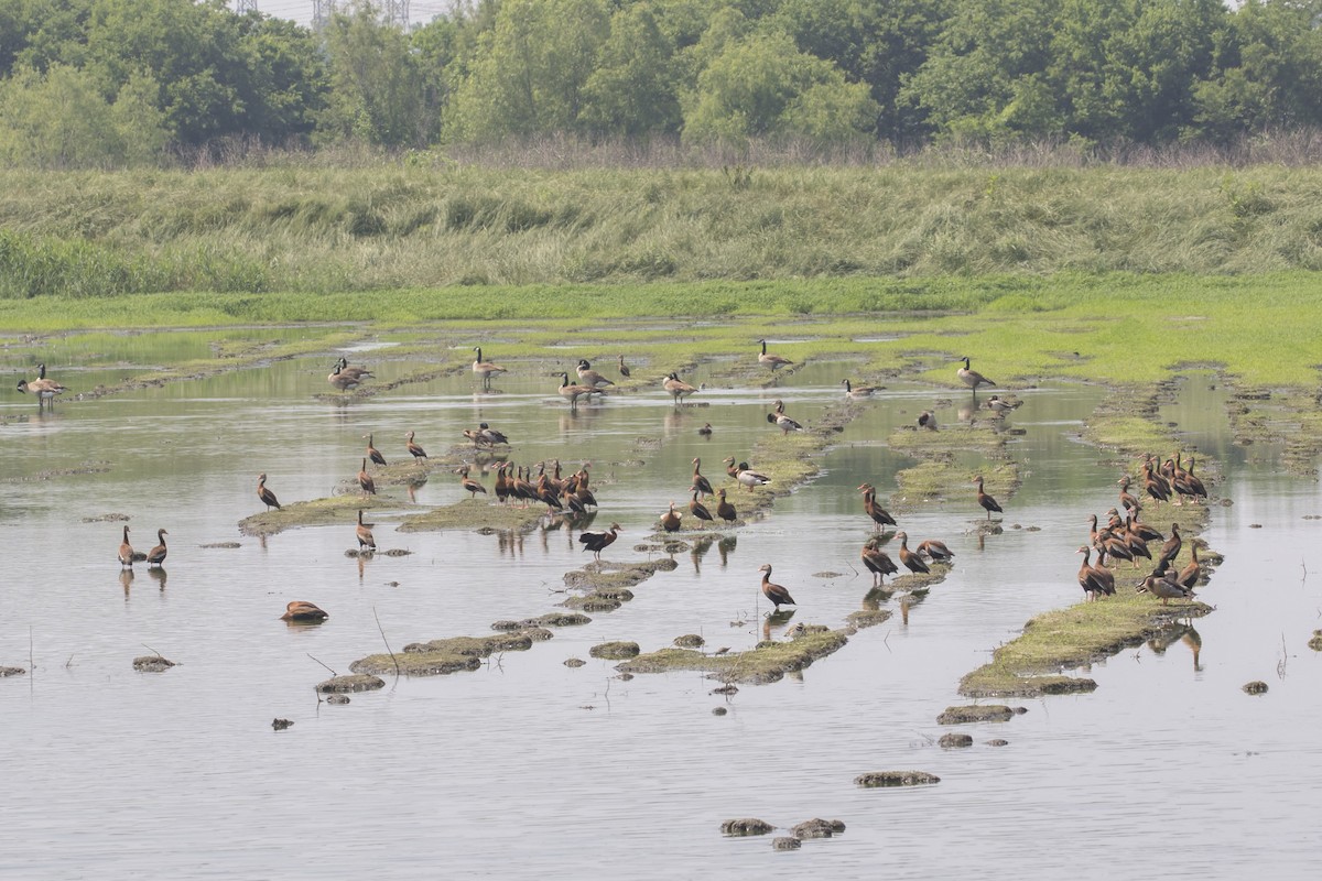 Black-bellied Whistling-Duck - ML101263691