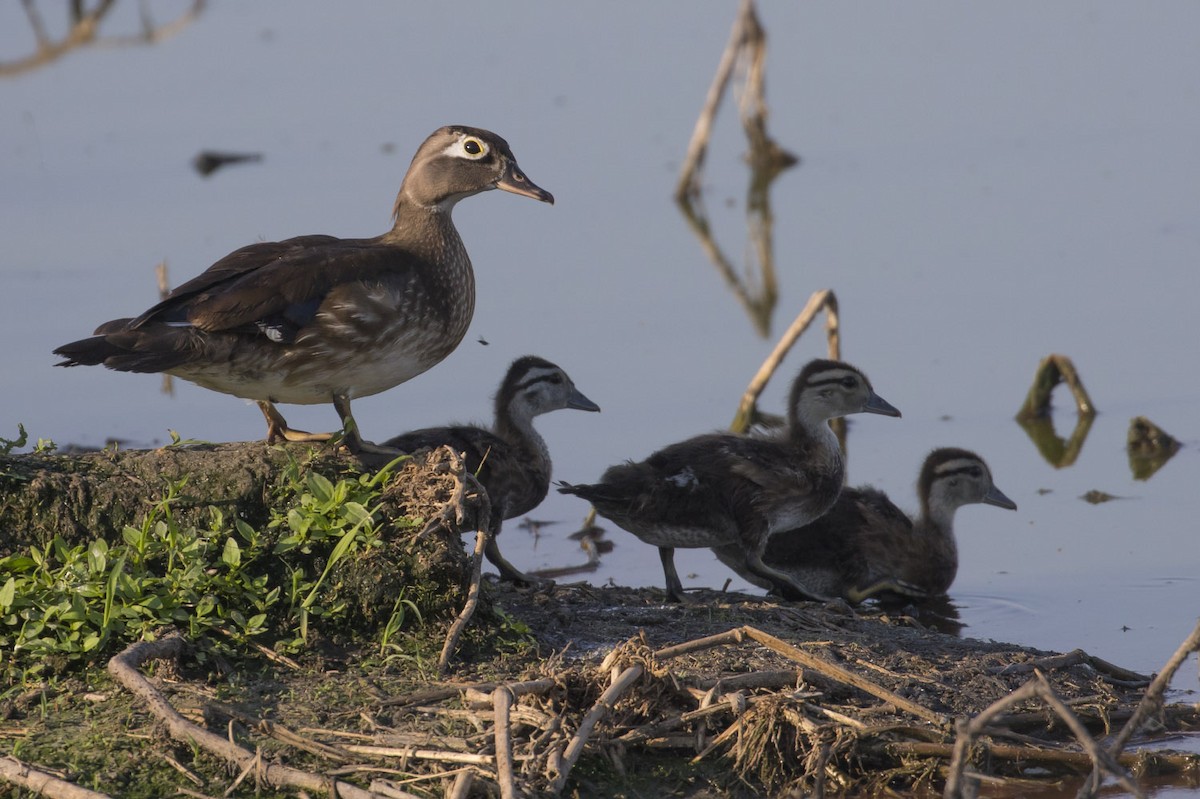 Wood Duck - Michael Todd