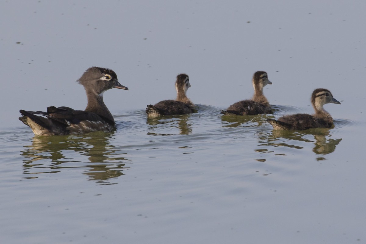 Wood Duck - ML101263931