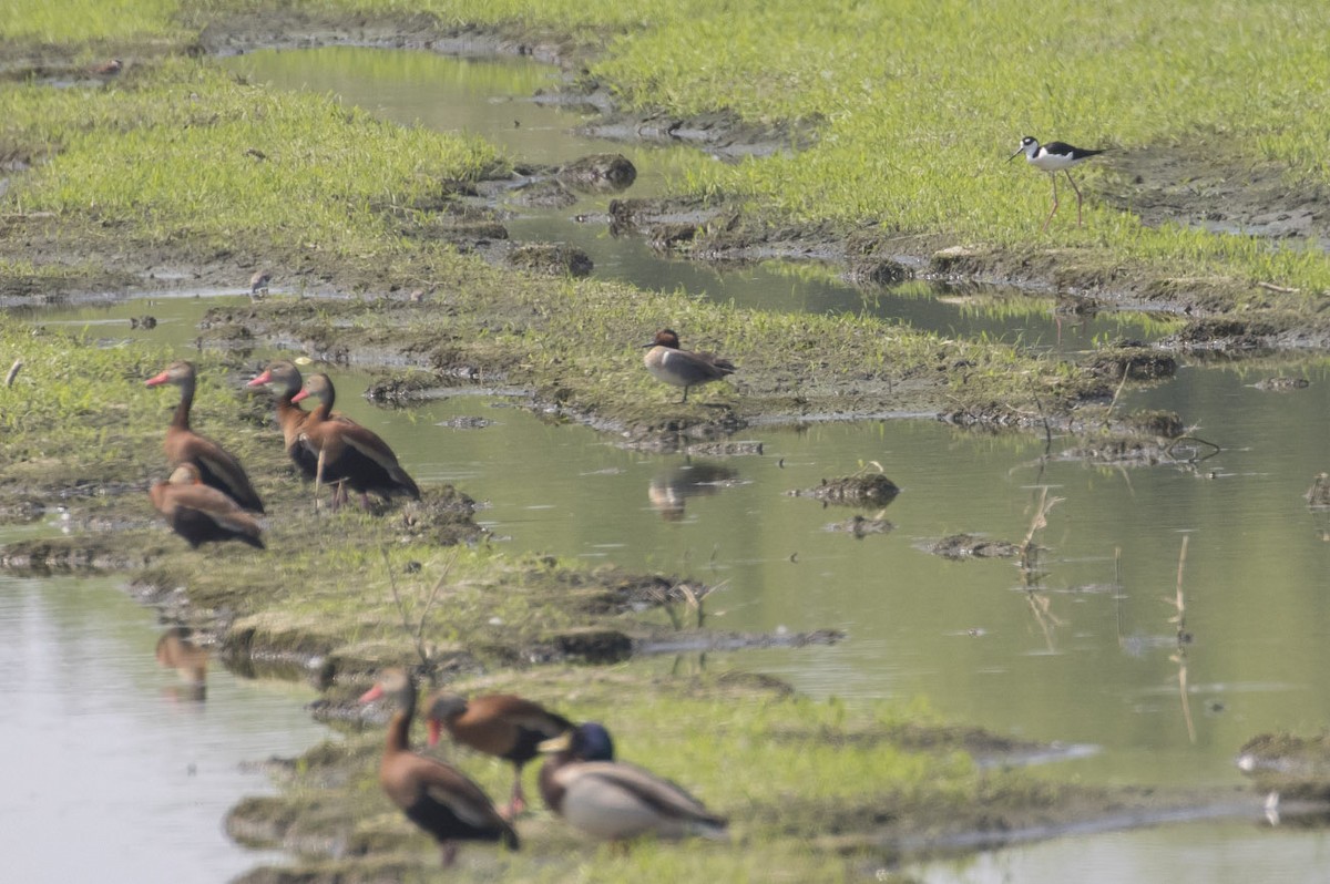 Green-winged Teal (American) - Michael Todd