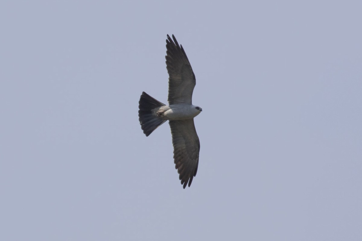 Mississippi Kite - Michael Todd