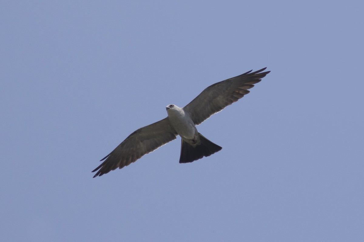 Mississippi Kite - ML101264601