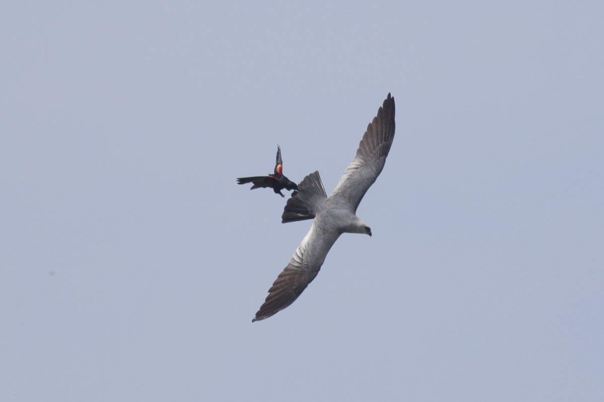 Mississippi Kite - ML101264611