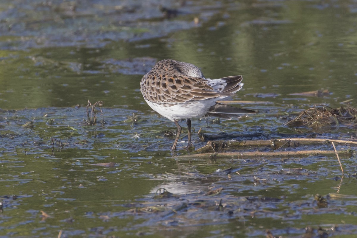 White-rumped Sandpiper - ML101265111