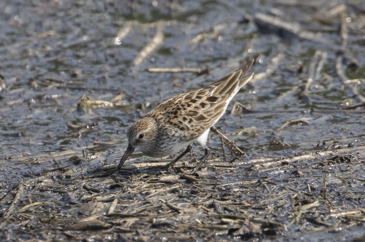 White-rumped Sandpiper - ML101265121