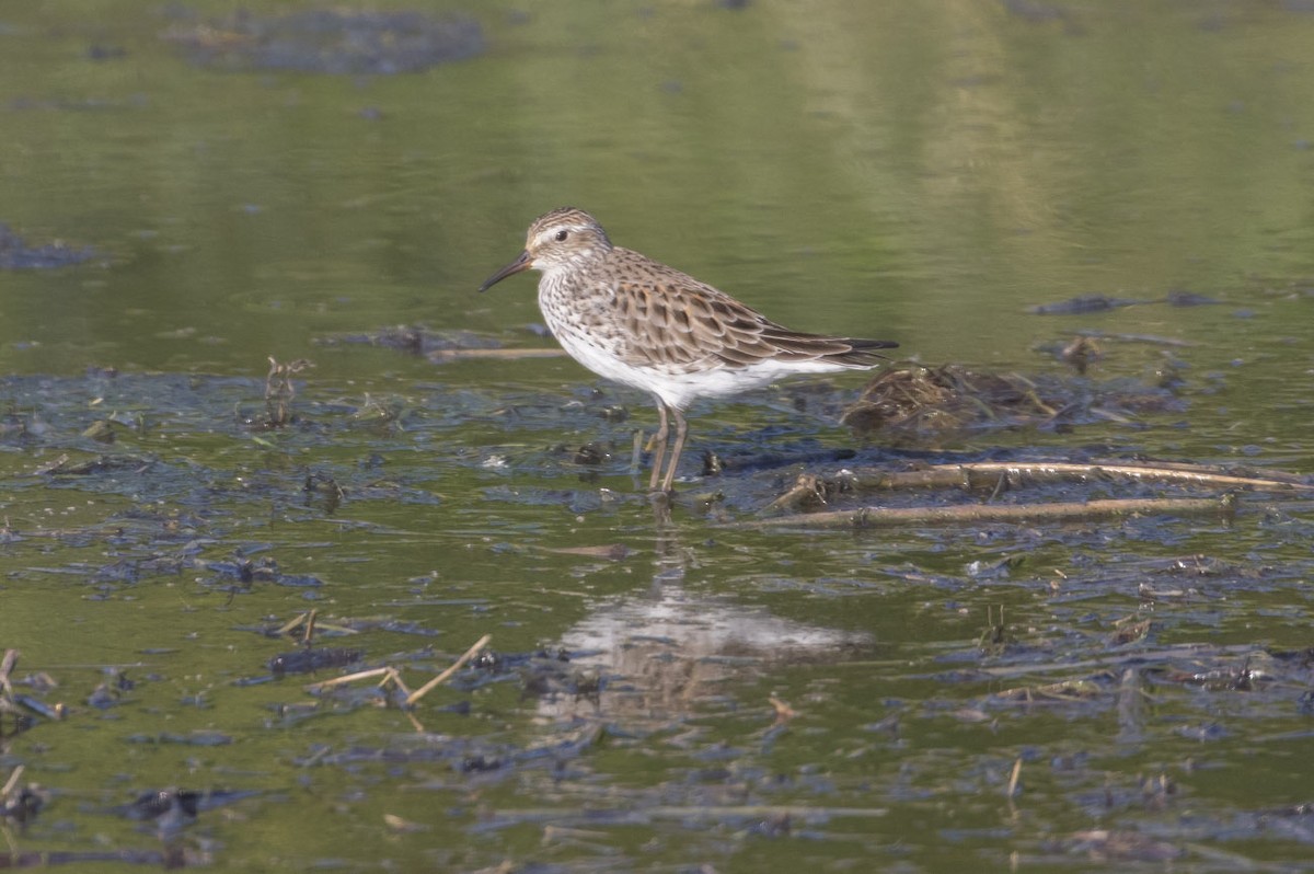 White-rumped Sandpiper - Michael Todd