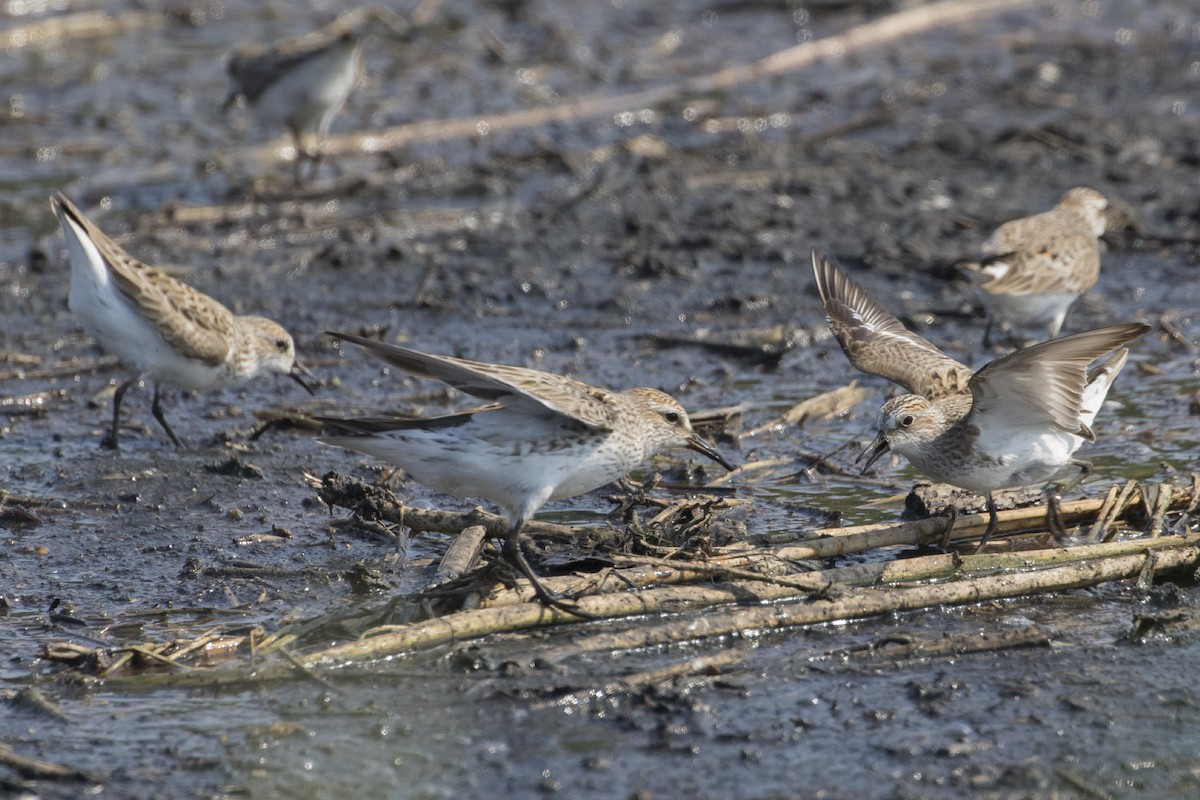 Semipalmated Sandpiper - ML101265341