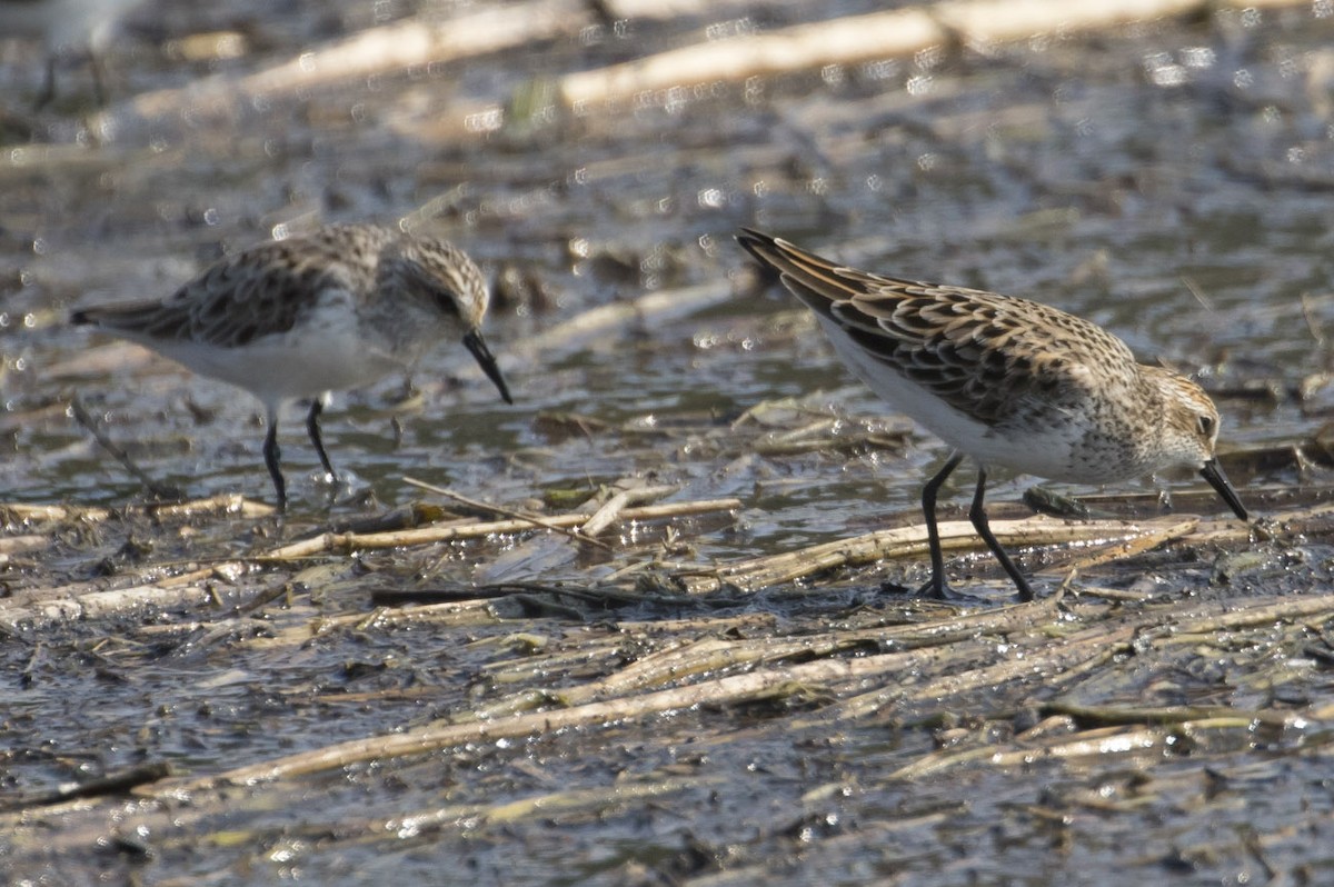 Semipalmated Sandpiper - Michael Todd