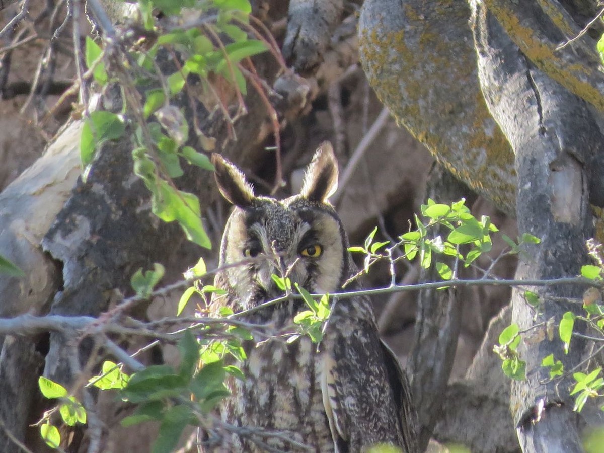 Long-eared Owl - ML101266811
