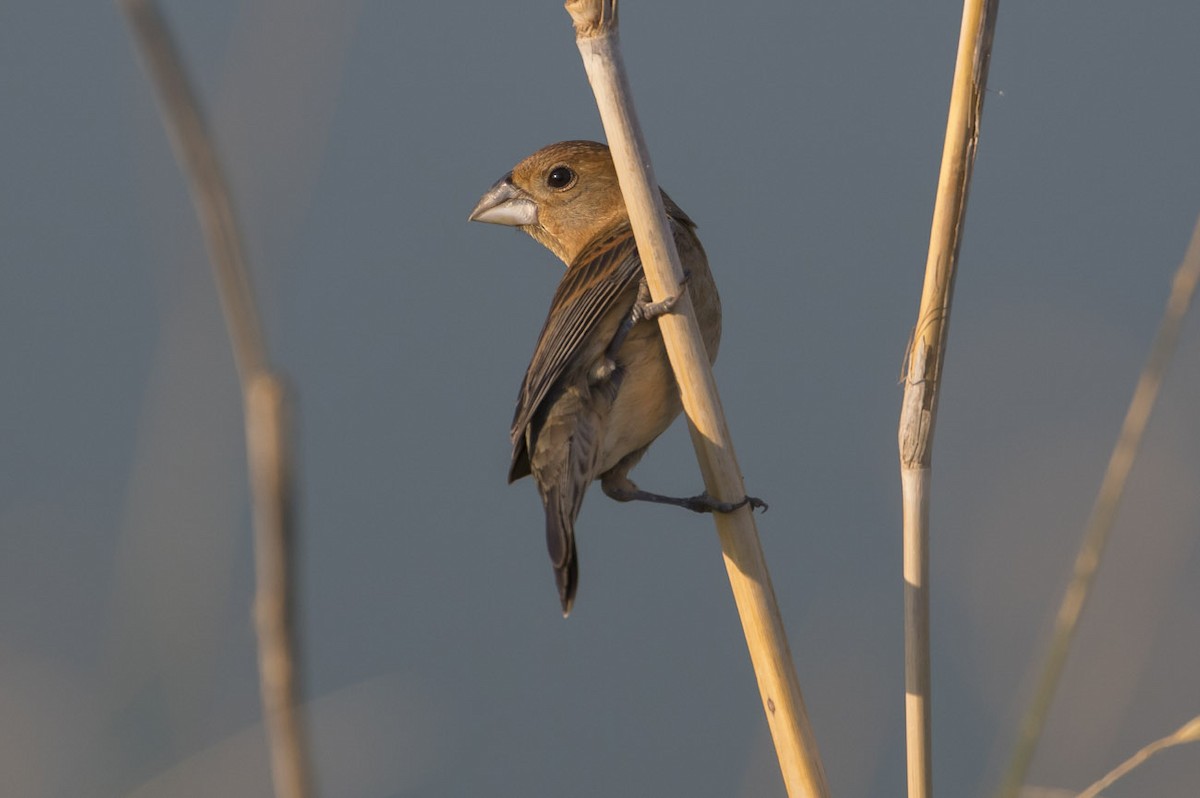 Blue Grosbeak - ML101266861