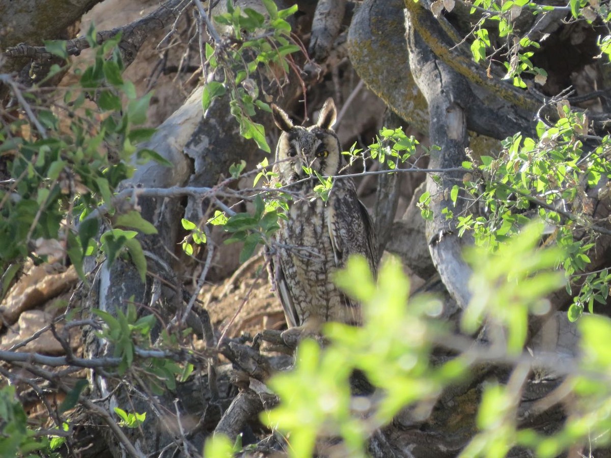 Long-eared Owl - ML101266891