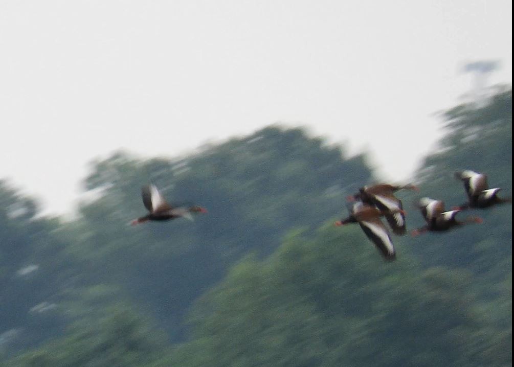 Black-bellied Whistling-Duck - ML101269951