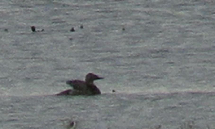 Canvasback - ML101270021