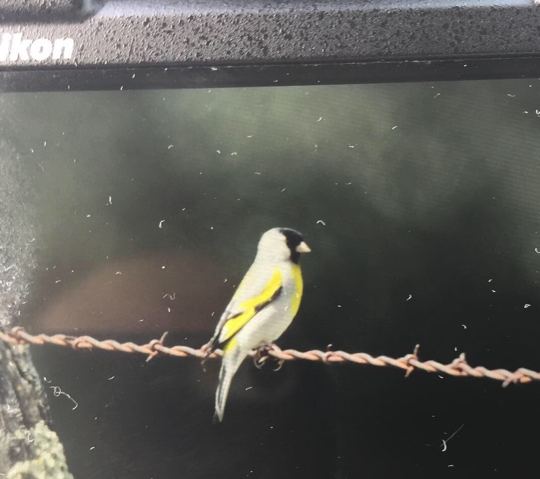 Lawrence's Goldfinch - Hayley Crews