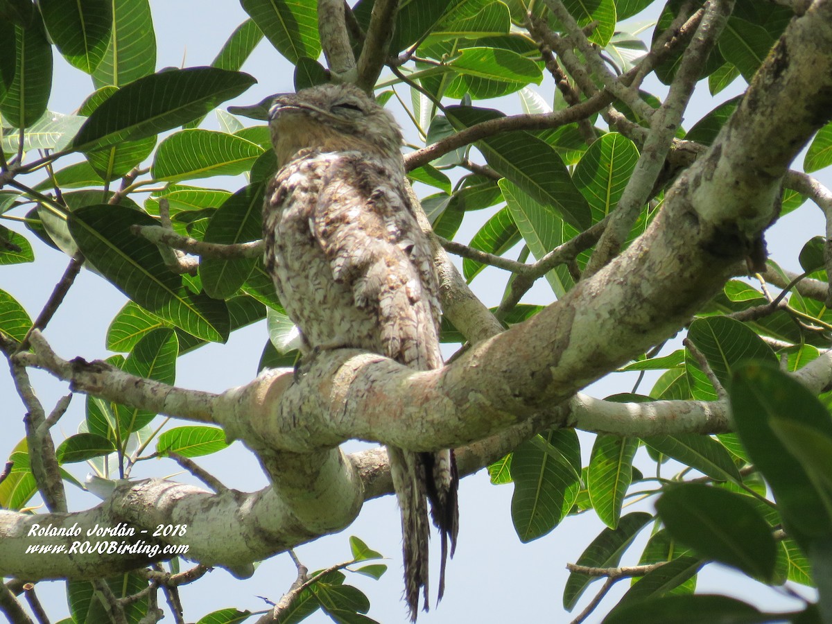 Great Potoo - Rolando Jordan