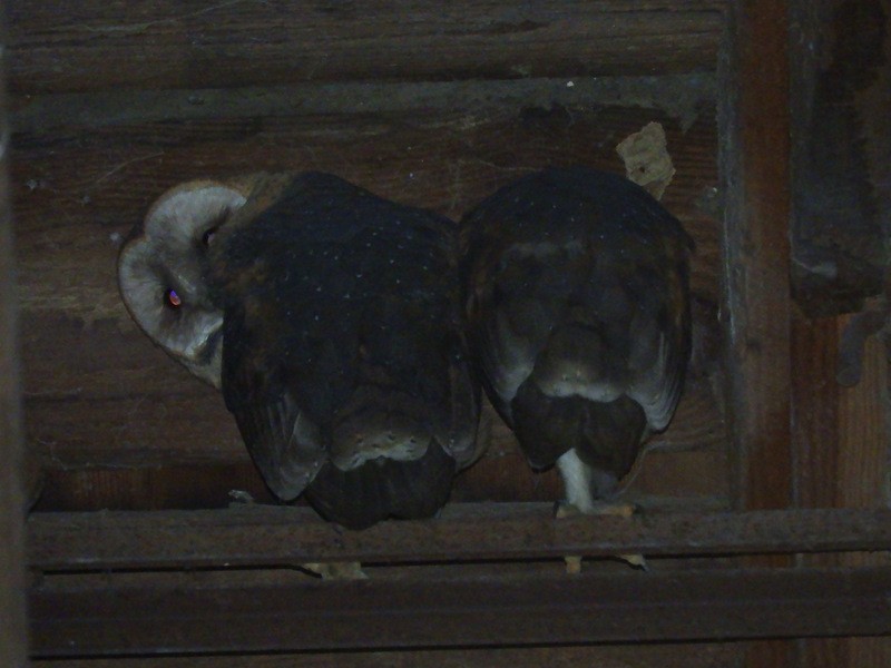 Barn Owl - Jeff Harding