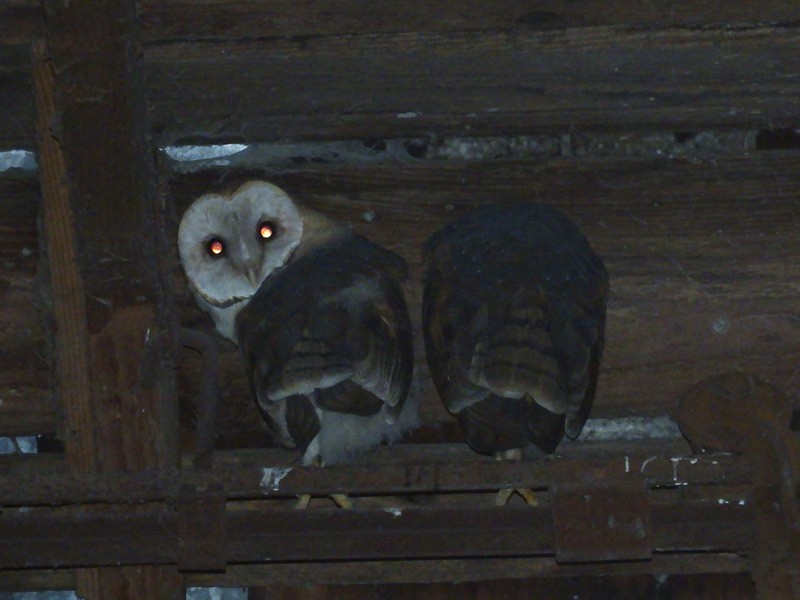 Barn Owl - Jeff Harding