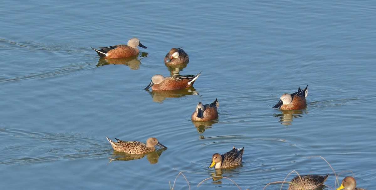 White-cheeked Pintail - ML101274071