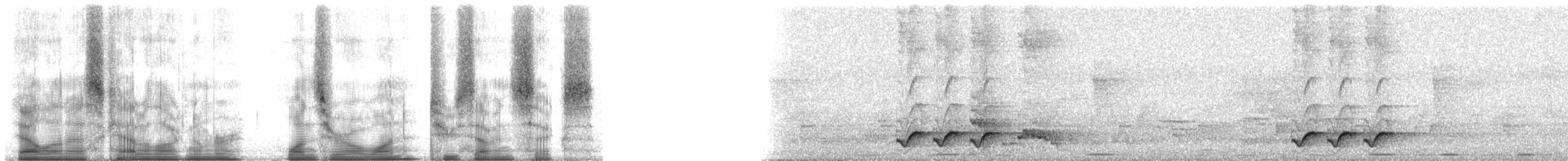 svartbuskvarsler (fuelleborni) - ML101276