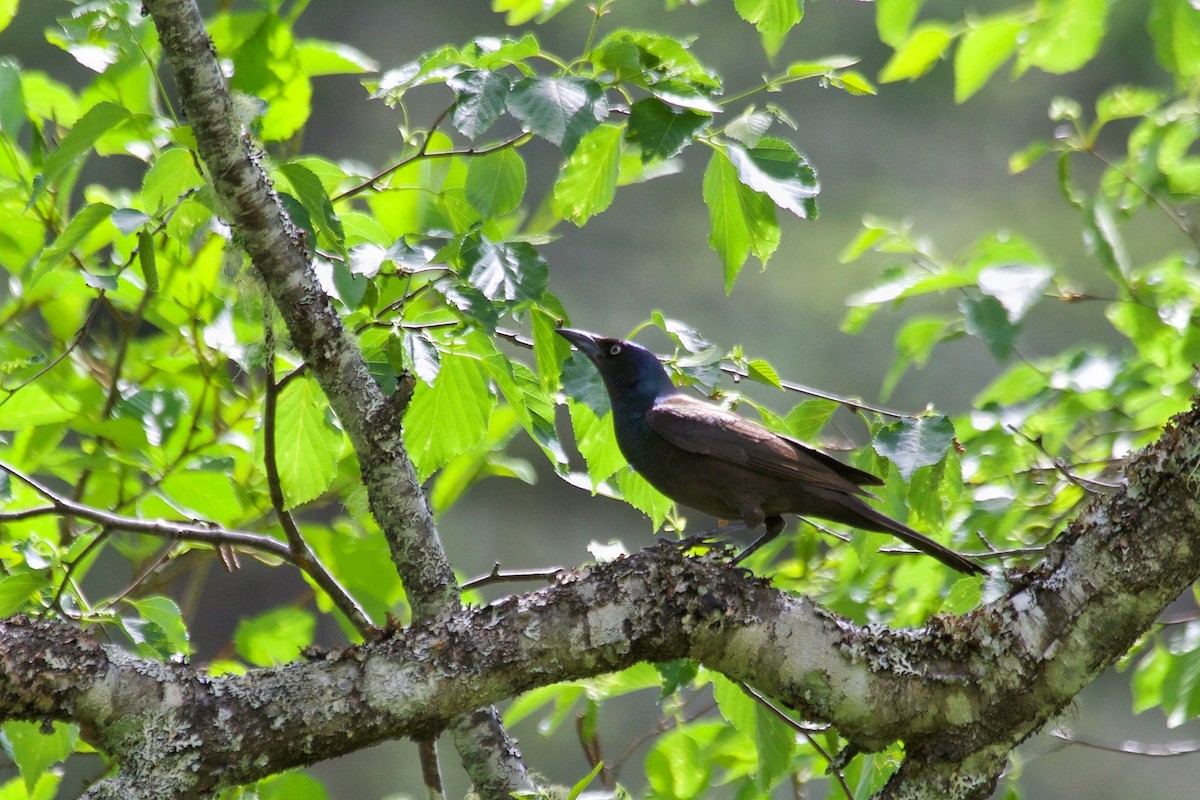 Common Grackle (Bronzed) - ML101278111