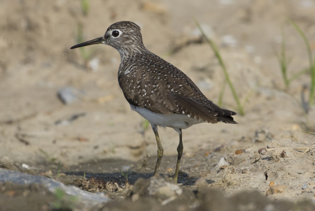 Solitary Sandpiper - ML101279731