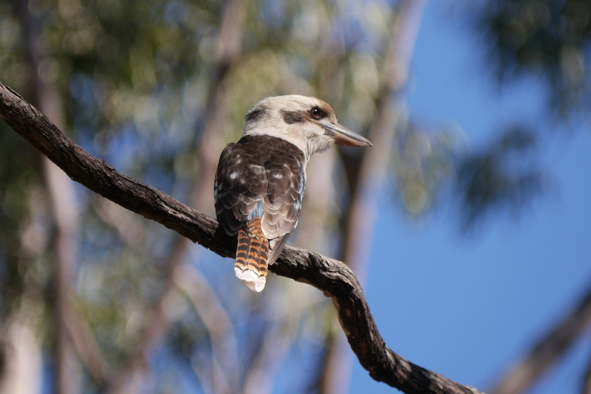 Laughing Kookaburra - Frank Coman