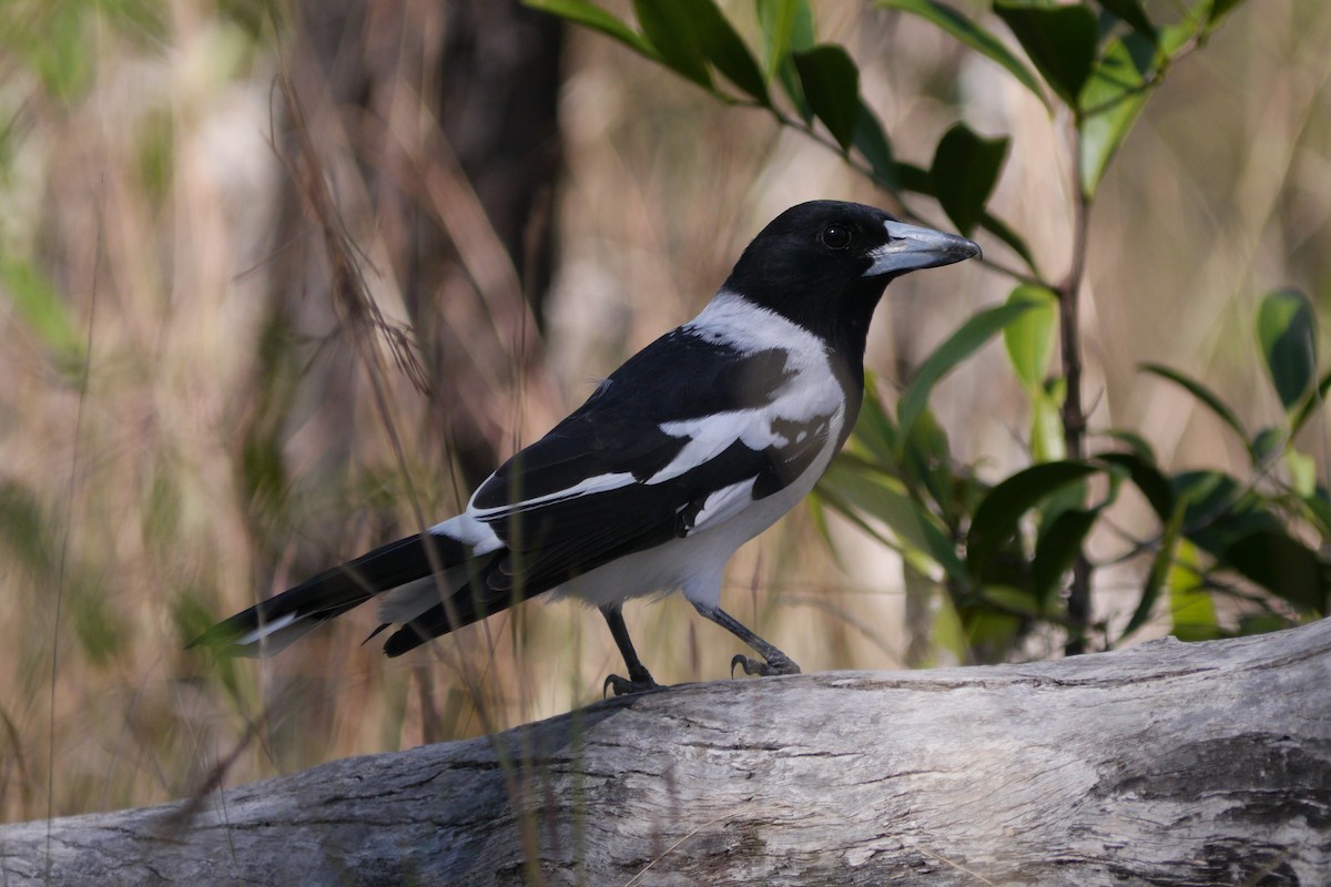 Pied Butcherbird - ML101281051