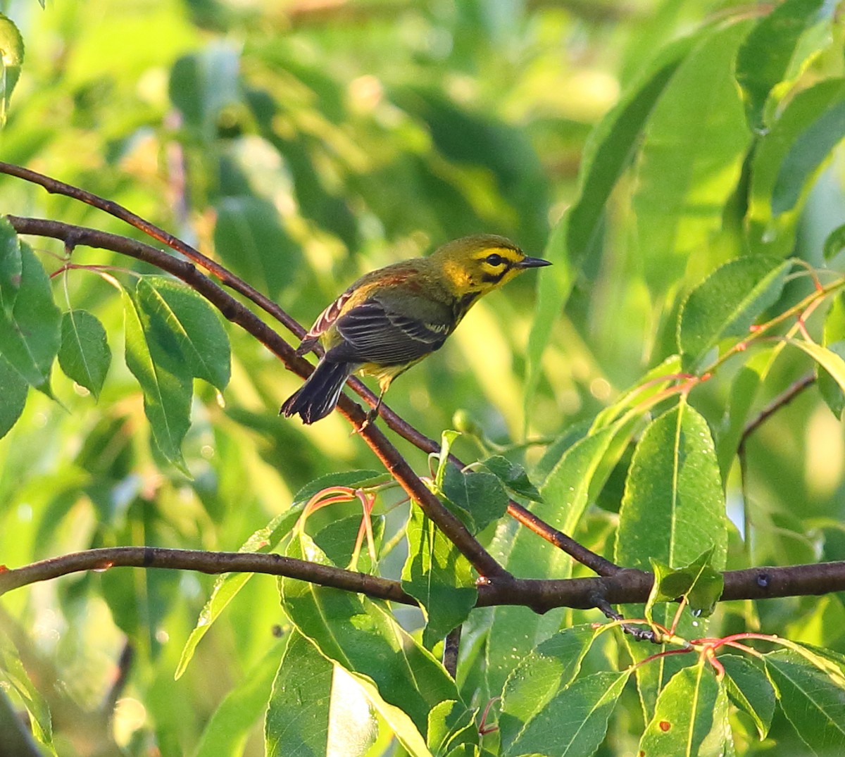 Prairie Warbler - ML101282411