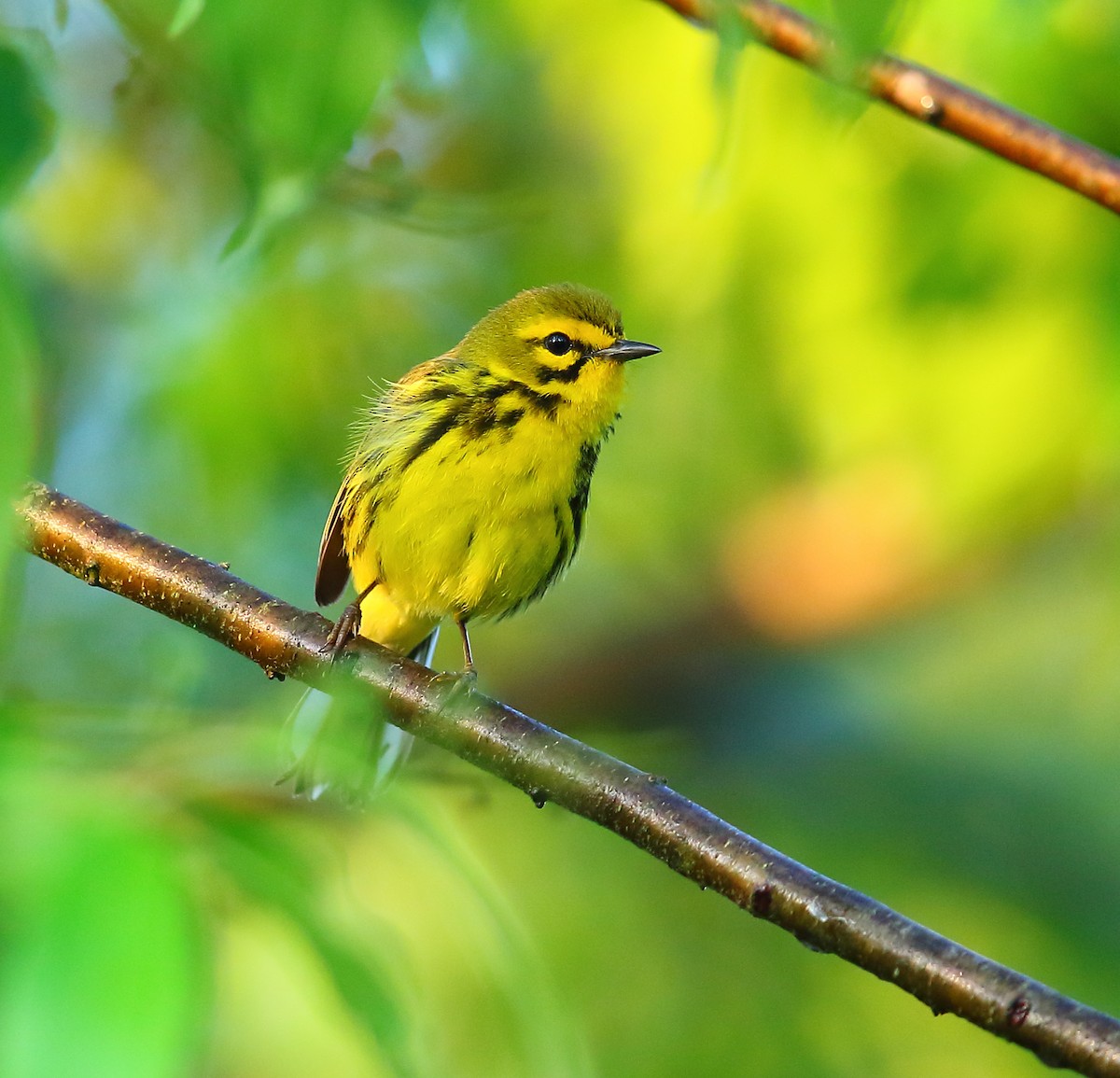 Prairie Warbler - ML101282421